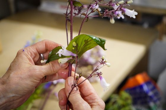 A persons hands taking leaves off of a flower stem. 